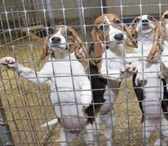 比格犬