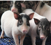 pig.png