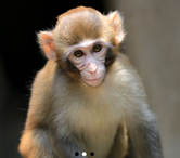 monkey.png
