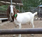 goat.png